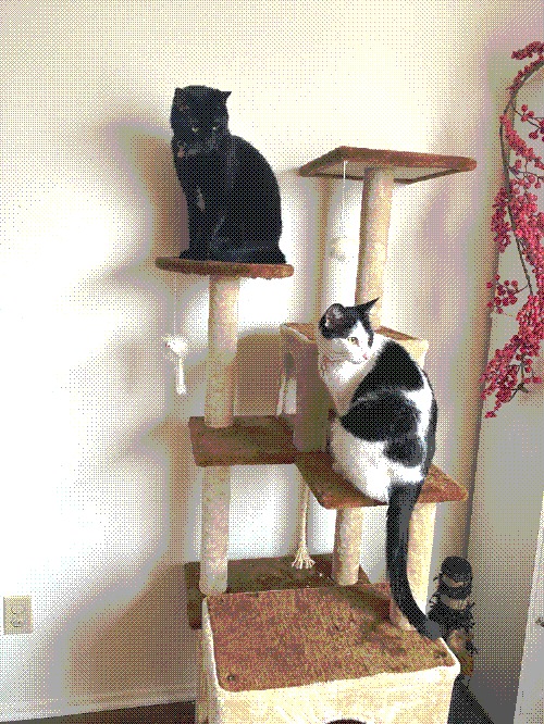 two boys, sitting on their cat tree, two tiers apart because they hate each other