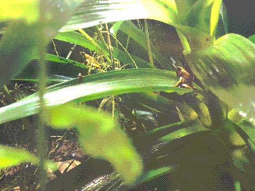two small green frogs in a rainforest setting